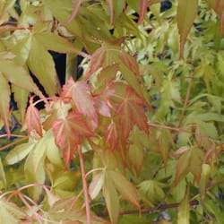 Maples For All Seasons - Acer p. Katsura in Spring