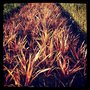 Photo of Ortiz Landscaping & Maintenance