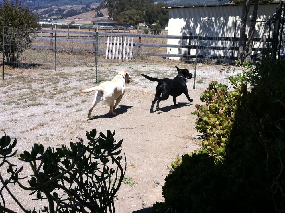 A DOG’S PLACE Updated August 2024 Watsonville, California Pet