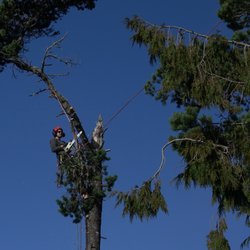 NW Tree & Landscape