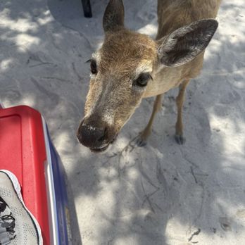 Big Pine Key RV Park - Hotels Near Me - Big Pine Key, Florida