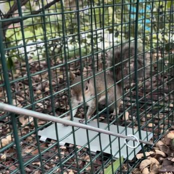 Florida Wildlife Solutions - Pest Control Near Me Florida Wildlife Solutions - Pest Control Near Me