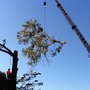 Photo of Absolute Trees