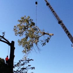 Absolute Trees - Crane removal of a large oak