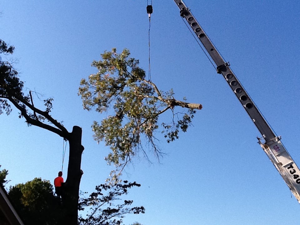 Absolute Trees - tree service in Mount Pleasant, SC