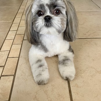 K9 Styles Pet Salon - Pet Groomers Near Me - Mesa, Arizona K9 Styles Pet Salon - Pet Groomers Near Me - Mesa, Arizona