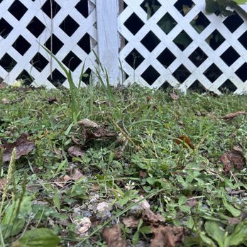 JBC Landscaping - Missed spots by desk - Lawn Services Near Me - Phar, Texas JBC Landscaping - Missed spots by desk - Lawn Services Near Me - Phar, Texas