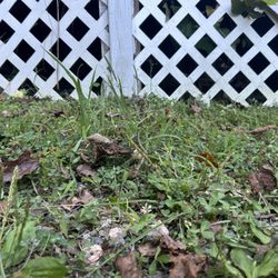 JBC Landscaping - Missed spots by desk