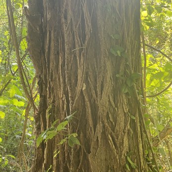 Withrow Nature Preserve - Hiking trail - Hiking Near Me - Cincinnati, Ohio