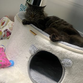 The Dancing Cat - Pet Adoption Near Me - San Jose, California