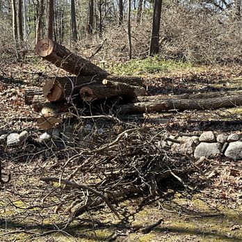 Juan's Tree Removal - Logs ready for removal - Tree Services Near Me Juan's Tree Removal - Logs ready for removal - Tree Services Near Me
