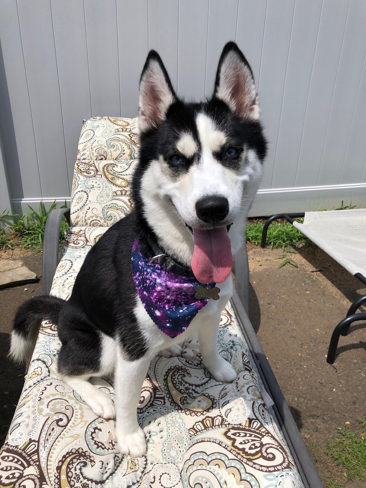 POOCHIE DOO GROOMING Updated October 2024 19 Photos & 12 Reviews 149 N Broadway, South