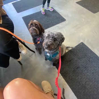 Dreamy - Dog friendly - Bakeries Near Me - Montreal, Quebec Dreamy - Dog friendly - Bakeries Near Me - Montreal, Quebec