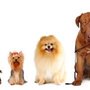 Photo of Furry Fellas Dog Walking & Pet Sitting Service