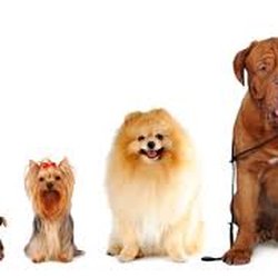Furry Fellas Dog Walking & Pet Sitting Service