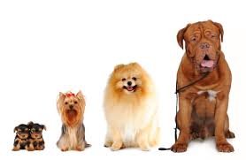 Furry Fellas Dog Walking & Pet Sitting Service - pet boarding facility in Coventry, RI