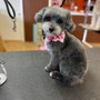 Photo of Two Tails Grooming Salon