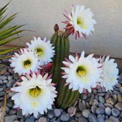 Trips Exterminating - These flowers smell incredible from a distance 
 SUN GODDESS CACTUS