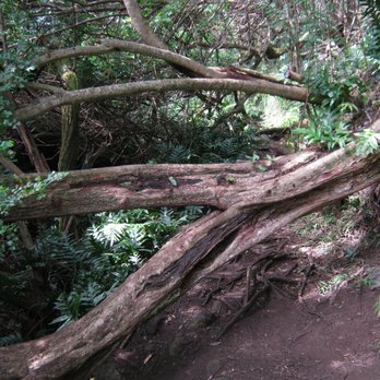 Kuli'ou'ou Valley Trail - Hiking Near Me - Honolulu, Hawaii Kuli'ou'ou Valley Trail - Hiking Near Me - Honolulu, Hawaii
