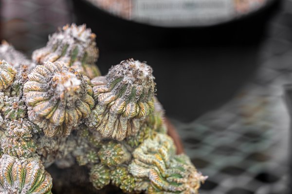 University of California Botanical Garden by null