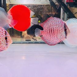 Discus
