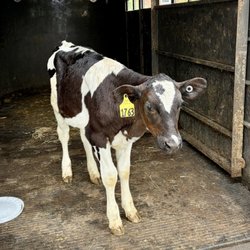 Harmony Acres - Calf
