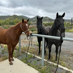 Harmony Grove Recovery - Horses