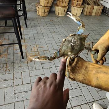 Yummy Seafood - Male Steamed Crabs - Seafood Near Me - Temple Hills, Maryland Yummy Seafood - Male Steamed Crabs - Seafood Near Me - Temple Hills, Maryland