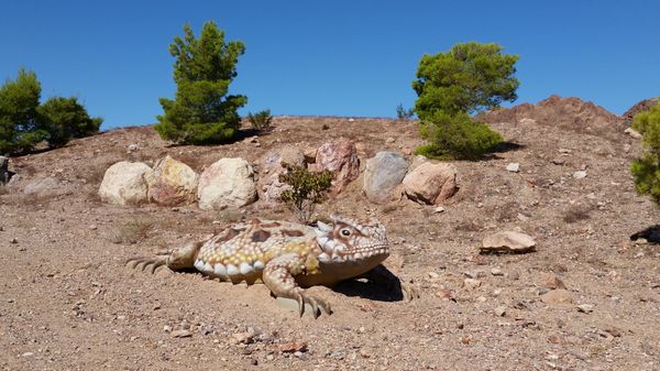 Bootleg Canyon by null