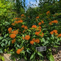 Marshall Native Gardens