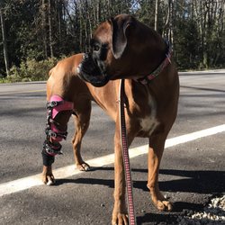 posh knee brace for dogs