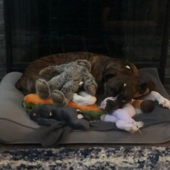 Leaps N Bounds K9 - A sleepy graduate of Leaps N Bounds - Pet Training Near Me Leaps N Bounds K9 - A sleepy graduate of Leaps N Bounds - Pet Training Near Me