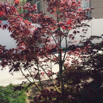 Glover Nursery - Love my Japanese Maple - Nurseries & Gardening Near Me - West Jordan, Utah Glover Nursery - Love my Japanese Maple - Nurseries & Gardening Near Me - West Jordan, Utah