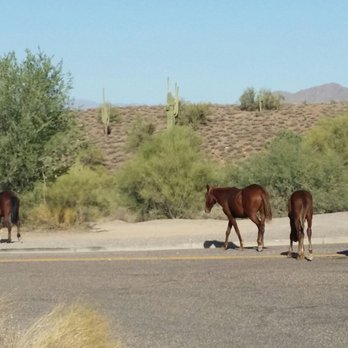 Tonto National Forest - Crossing the highway at Tonto - Parks Near Me - Mesa, Arizona Tonto National Forest - Crossing the highway at Tonto - Parks Near Me - Mesa, Arizona