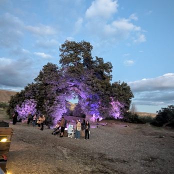 Lavender Festival - Oldest tree - Festivals Near Me - Cherry Valley, California