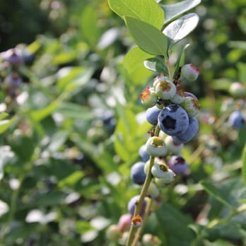 Beck Brothers Citrus - Delicious berries! - Pick Your Own Farms Near Me - Windermere, Florida Beck Brothers Citrus - Delicious berries! - Pick Your Own Farms Near Me - Windermere, Florida