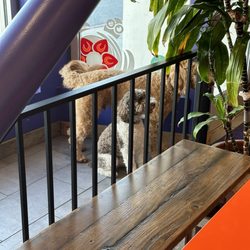 Ubatuba Açaí - Pasadena - Animal friendly atomosphire
