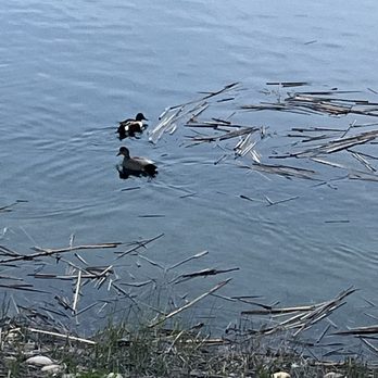 Lake Miramar - Plenty of ducks - Lakes Near Me - San Diego, California Lake Miramar - Plenty of ducks - Lakes Near Me - San Diego, California