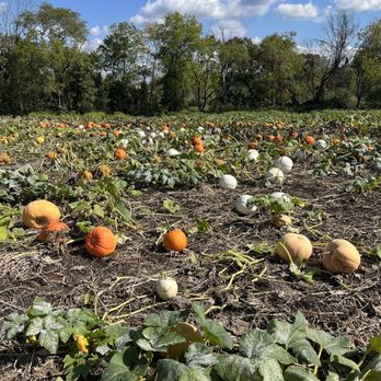 Bullock Farms - Pumpkins on the vine!!! - Pick Your Own Farms Near Me - Upper Freehold, New Jersey Bullock Farms - Pumpkins on the vine!!! - Pick Your Own Farms Near Me - Upper Freehold, New Jersey