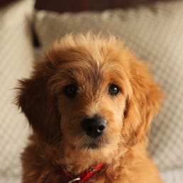 Our little man, Henry.