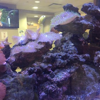 Montefiore Medical Center - Close up of anemones and fish - Orthopedists Near Me - Bronx, New York