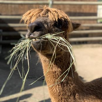 Penryn Oaks Stables - Llama - Horse Boarding Near Me - Penryn, California