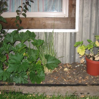 Pink Grizzly - At 3 weeks: The zucchini (on left), the pumpkin in pot on the right. - Nurseries & Gardening Near Me - Missoula, Montana Pink Grizzly - At 3 weeks: The zucchini (on left), the pumpkin in pot on the right. - Nurseries & Gardening Near Me - Missoula, Montana