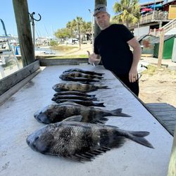Heads N Scales Fishing Charters - Sheepshead