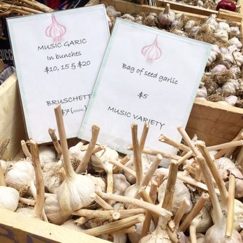 Toronto Garlic Festival - Tons of garlic everywhere for sale at Toronto garlic festival at wychwood barns - Festivals Near Me - Toronto, Ontario Toronto Garlic Festival - Tons of garlic everywhere for sale at Toronto garlic festival at wychwood barns - Festivals Near Me - Toronto, Ontario