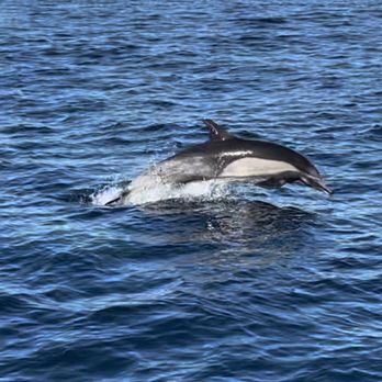 Oceanside Adventures - Boat Charters Near Me - Oceanside, California