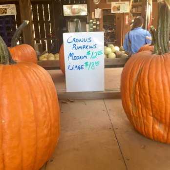 Davis Ranch, LLC - Pumpkins ready for Halloween! - Fruits & Veggies Near Me - Sloughhouse, California Davis Ranch, LLC - Pumpkins ready for Halloween! - Fruits & Veggies Near Me - Sloughhouse, California
