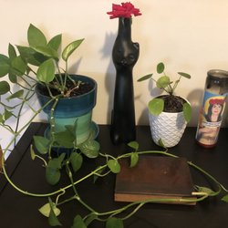 Carnardo Wine & Cheese - Cat Bottle Feat. Rose