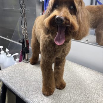 Fluffed Up - Pet Groomers Near Me Fluffed Up - Pet Groomers Near Me