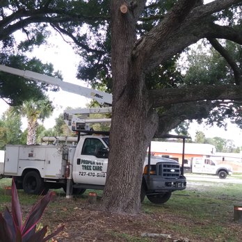 Proper Cut Tree Care - Tree Services Near Me - Clearwater, Florida Proper Cut Tree Care - Tree Services Near Me - Clearwater, Florida